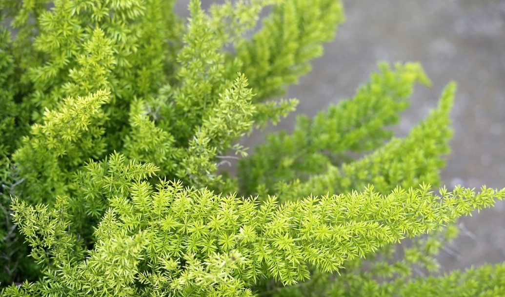 Foxtail Fern Care and Details: Beautiful Air Purifying Plant