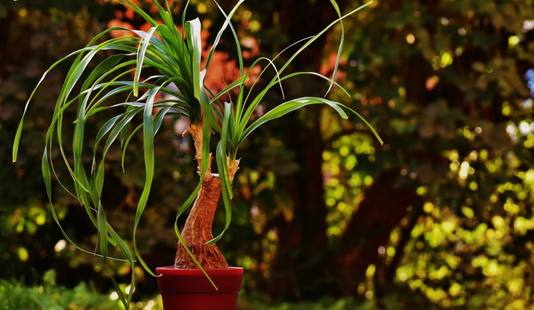 Pony Tail Palm care and details:Easy to grow unique plants