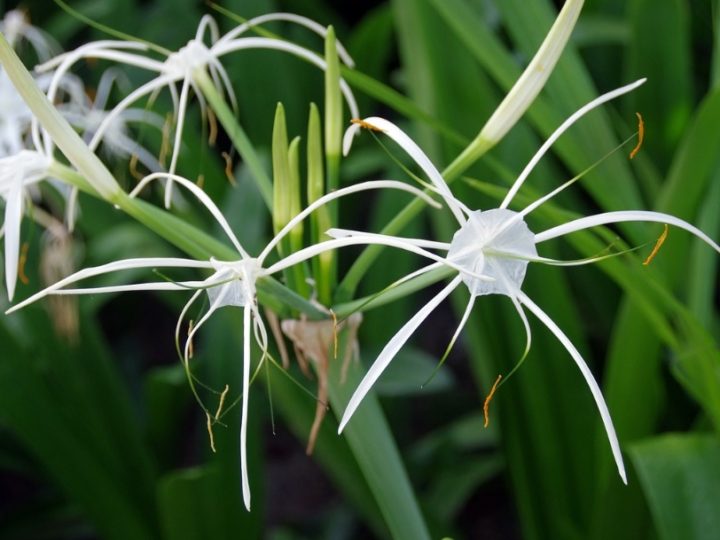 Spider Lily, Spider Lily Care