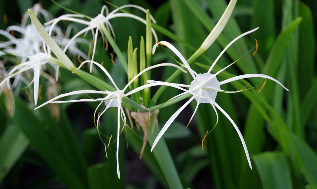 spider-lily-care-and-details-blissful-plants-with-medicinal-value