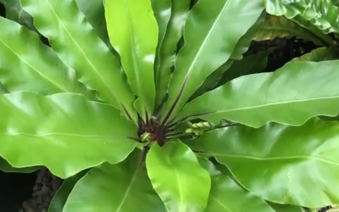 Victoria bird nest fern care: Attractive and easy to grow plant