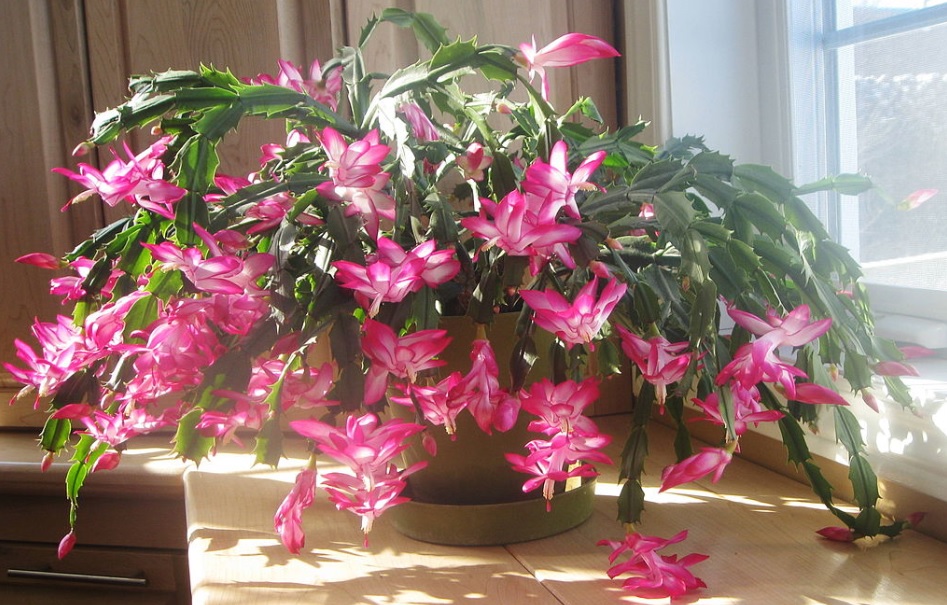 Christmas Cactus / Schlumbergera care and details: Unique looking beautiful cacti