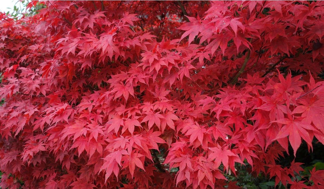Japanese Maple care and details: beautiful bonsai with medicinal value