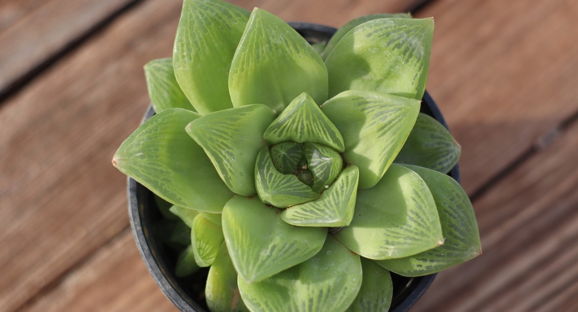 Star Window Haworthia care and details:plants with unique attractive leaves