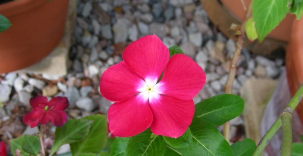Vinca Care, Vinca Details