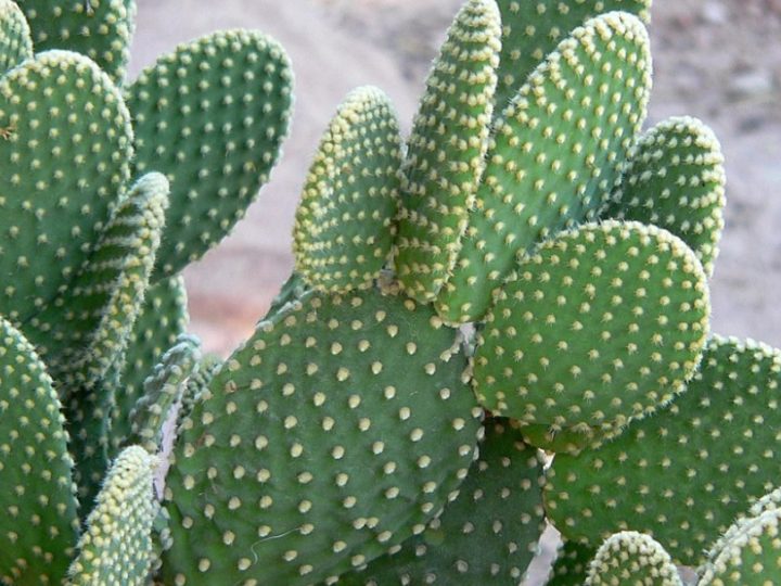 Bunny ear cactus