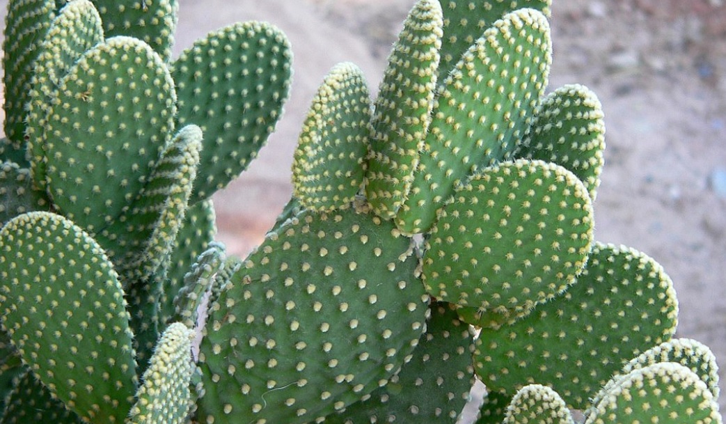 Bunny Ear Cactus Care and Details:Easy to grow attractive succulents