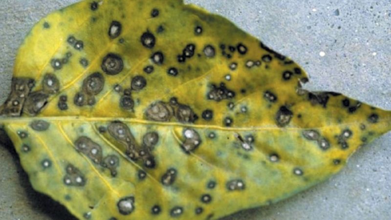 Fungal Leaf Spot in Plants