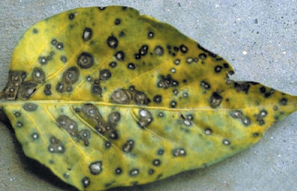 Fungal Leaf Spot in pants: Top Cause and Best Treatment