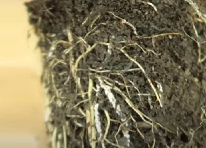 root rot in plants