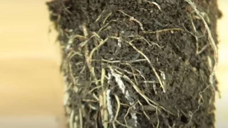 root rot in plants
