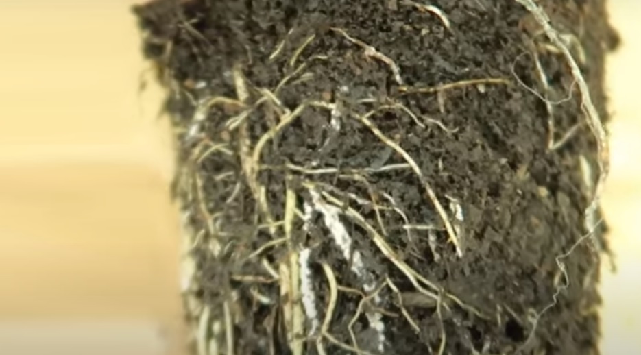 Root Rot in plants: Top Causes and Best Treatment