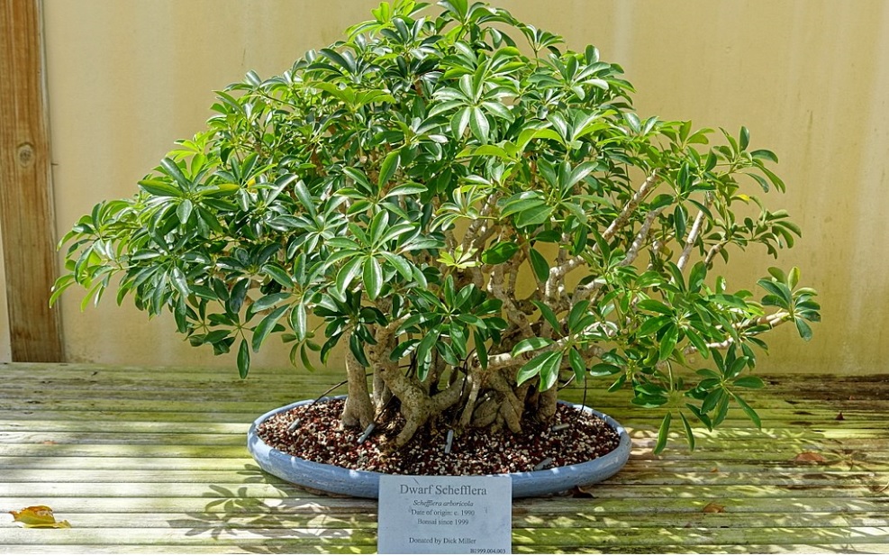 Dwarf Schefflera Bonsai care and details: Great bonsai for beginners
