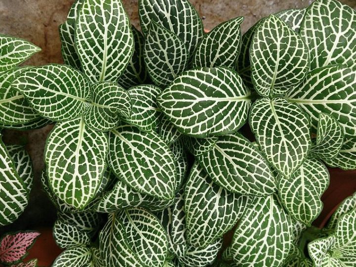 Fittonia