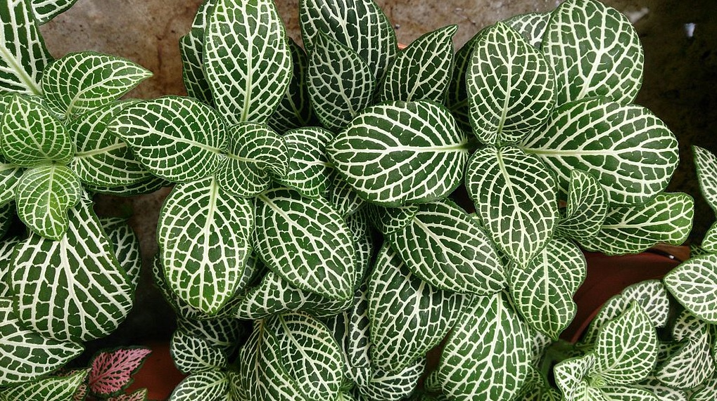 Fittonia: Easy to grow eye catching beautiful house plants
