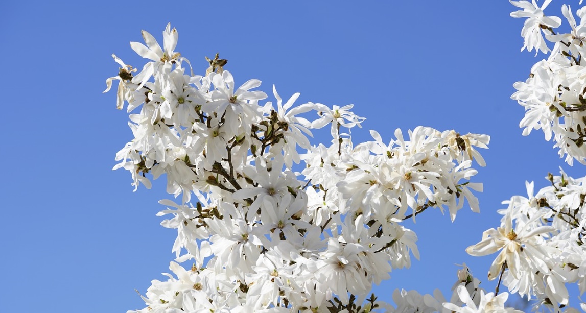Star Magnolia Bonsai care and details: Beautiful white flowered bonsai