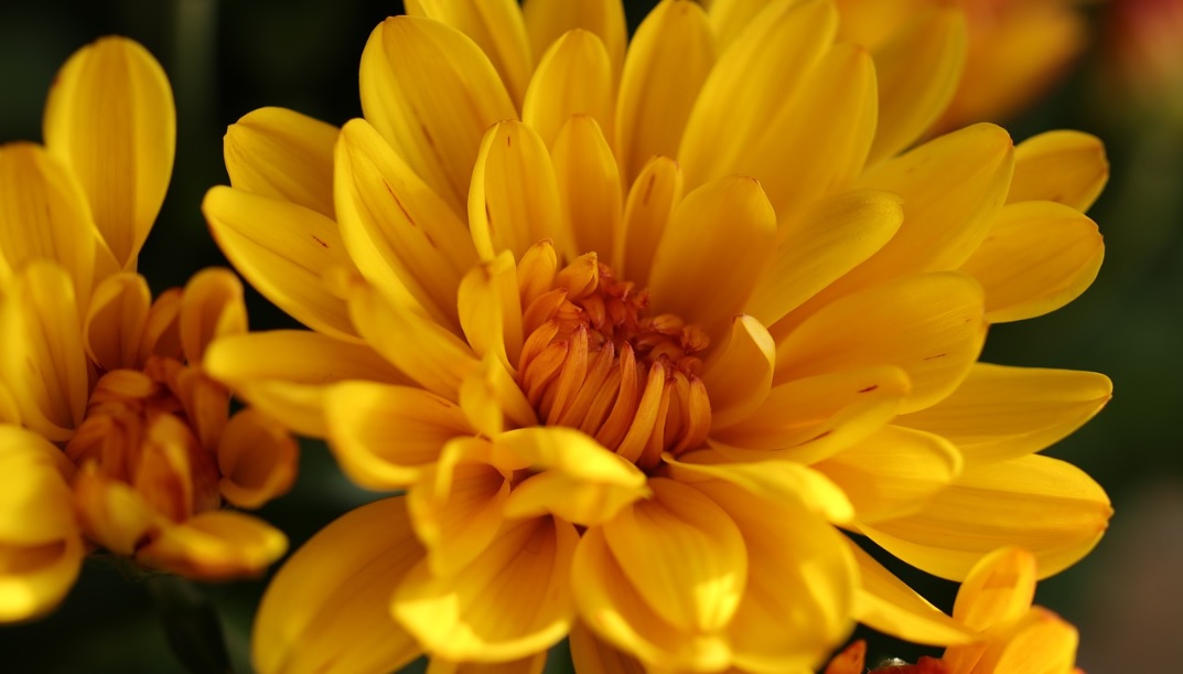 Chrysanthemums: Plants with beautiful breathtaking flowers
