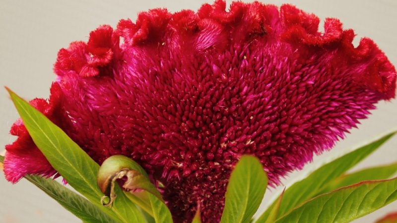 Plants you can grow from Kitchen Spices