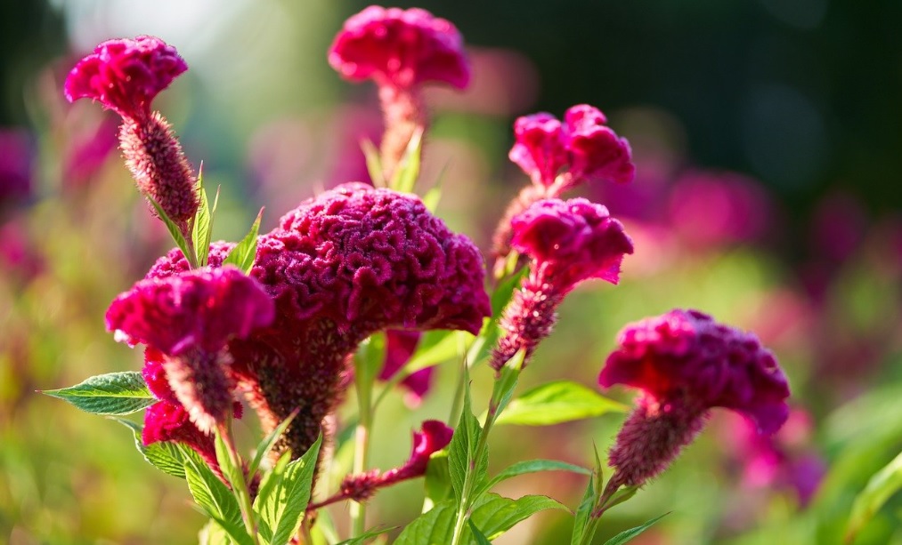 Cockscomb Flower: Velvety, Smooth and Unique Beautiful Flowers