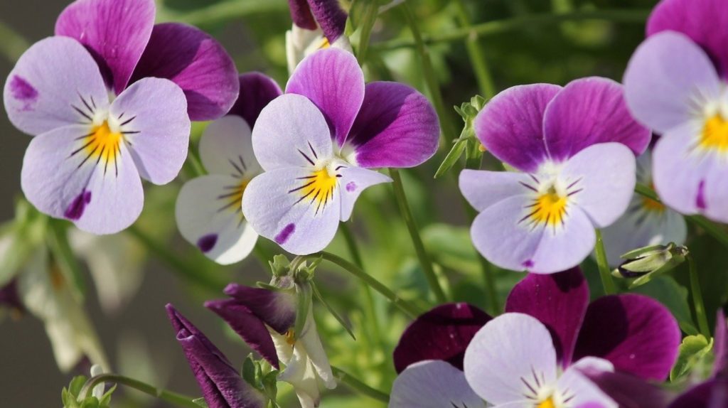 winter flowering plants in india
