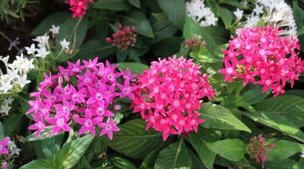 Pentas: Easy to Grow Perennials with Pretty Star Flowers - Gardening ...