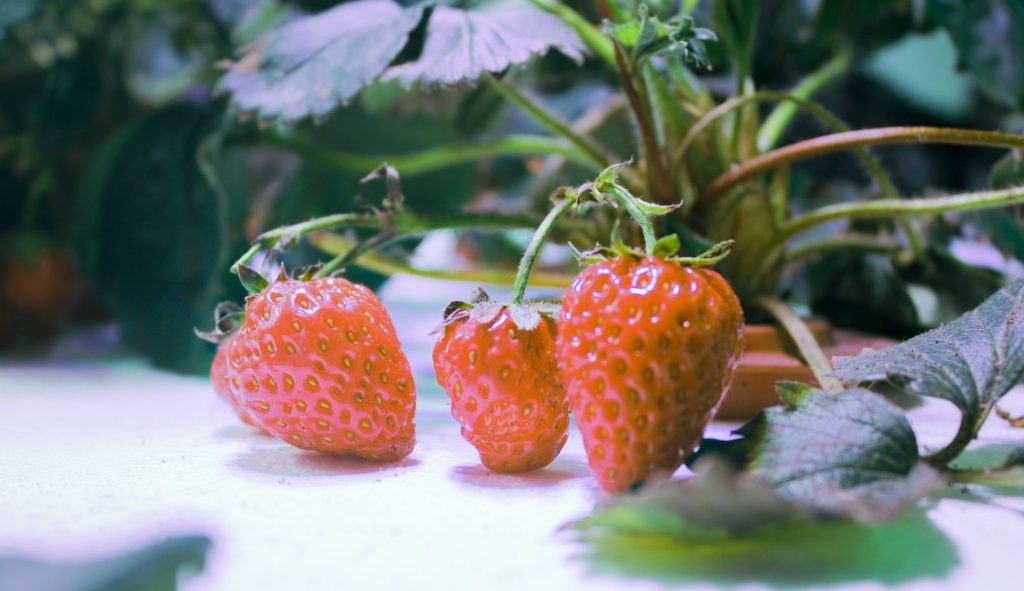 Hydroponics Plants