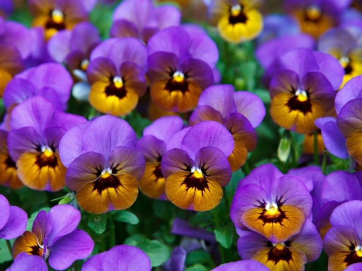 Winter Flower Plants in India