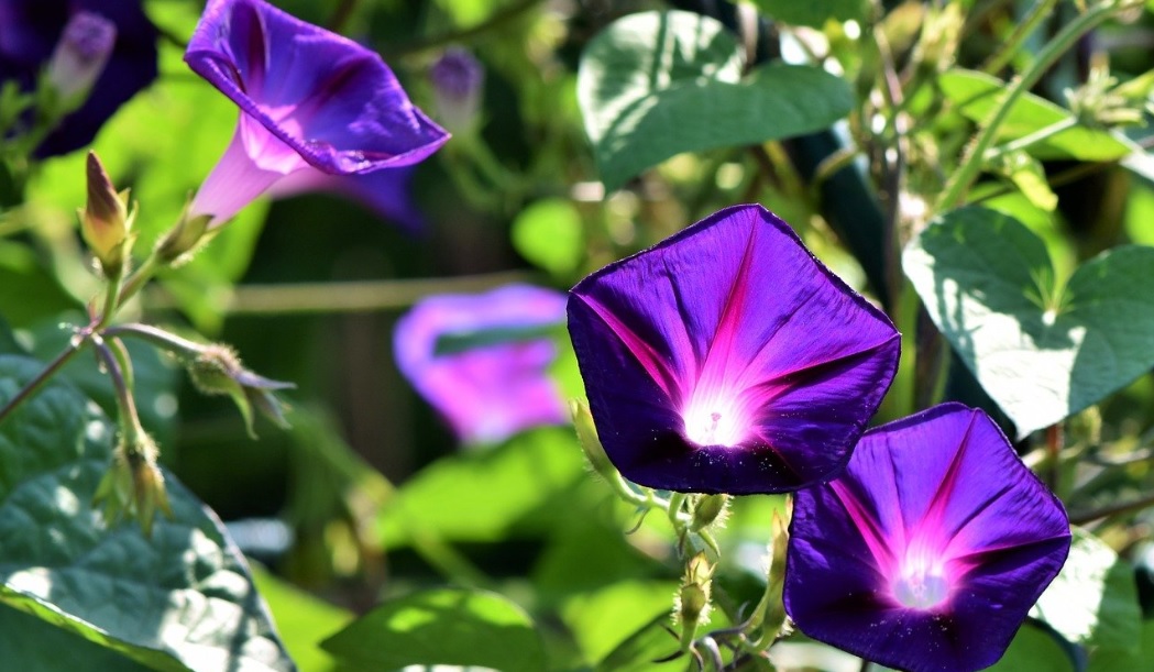 Morning glory: Elegant climbers with bright beautiful flowers