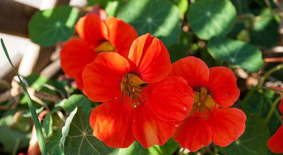 Nasturtium: Easy to Grow Flowering Plants with Edible Flowers