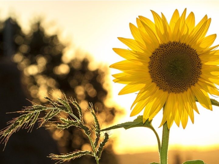 Best Summer Flowering Plants in India