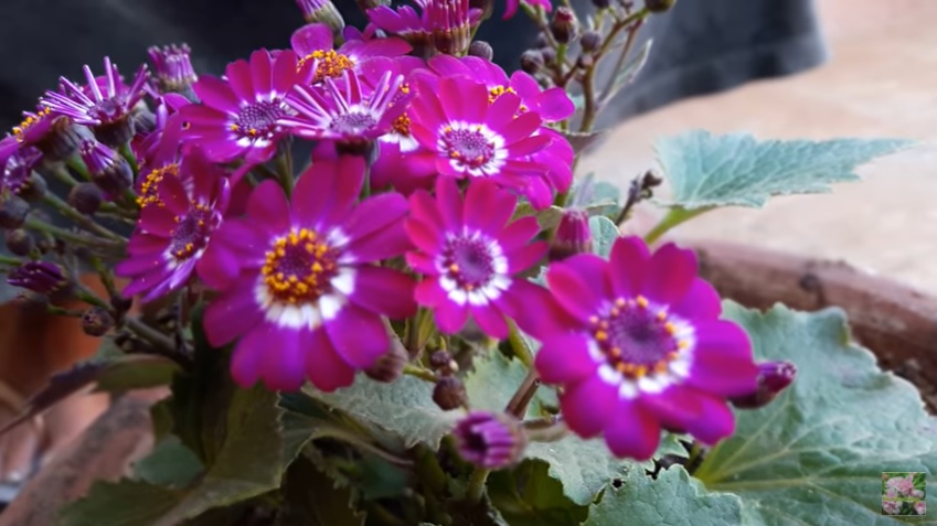55+ Garten-Zinerarie, Aschenblumen werden aus samen und auch aus