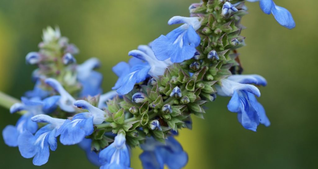 Salvia Plant