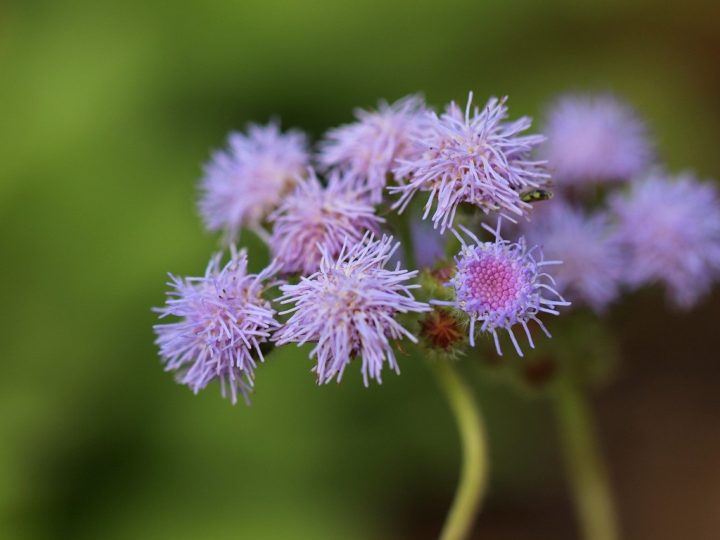 Ageratum Plant: Easy to care annuals with  unique  beautiful flowers