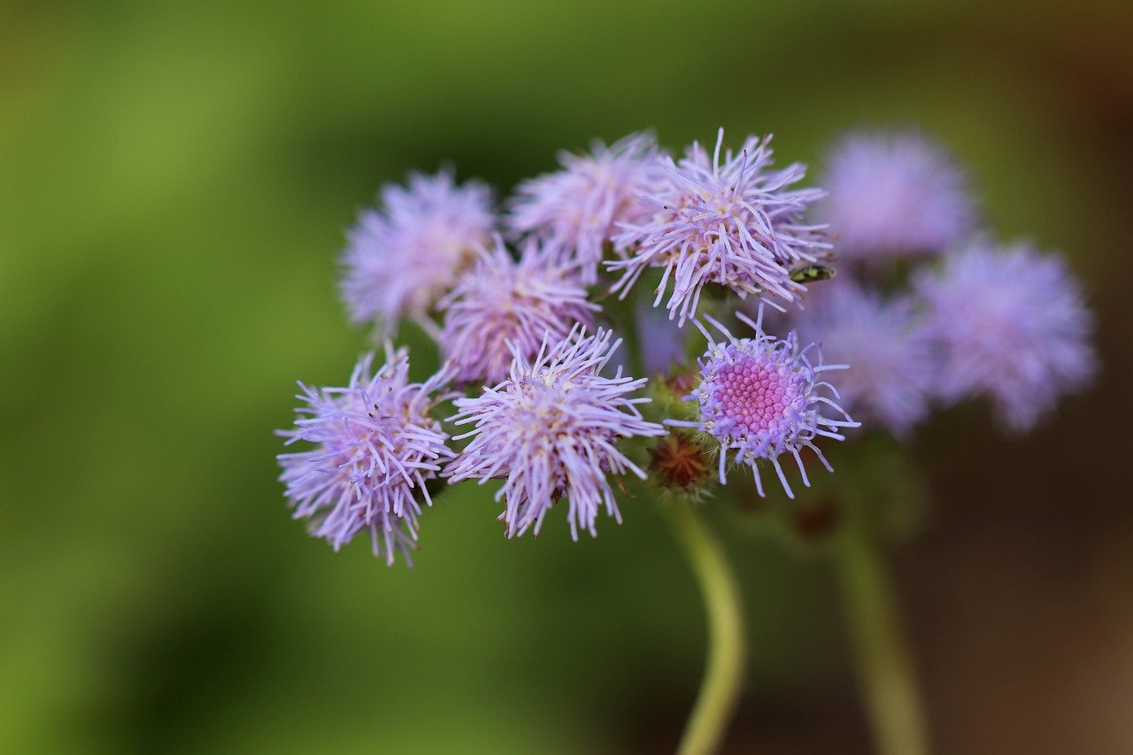 Ageratum Plant: Easy to care annuals with  unique  beautiful flowers