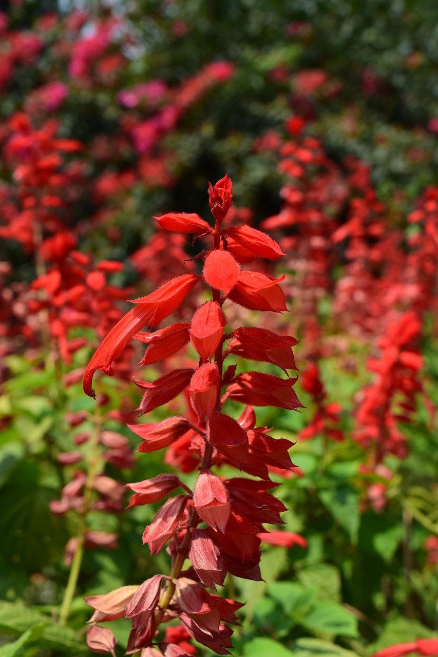 Salvia Plant: Perennial plants with colorful  vibrant  flowers