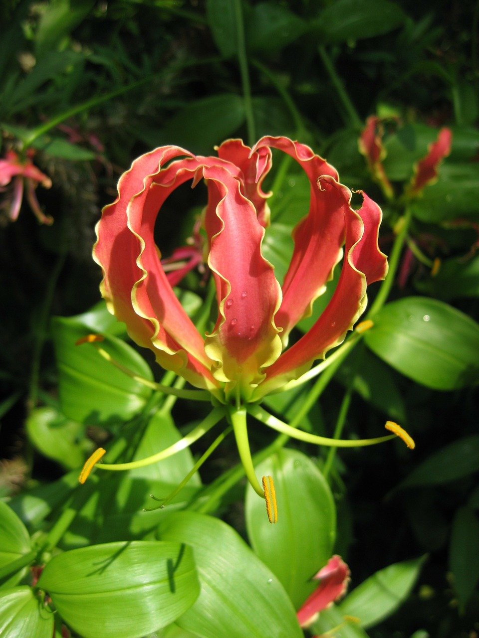 Gloriosa lily: Easy to grow Perennial climbers with unique flowers