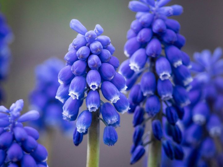 Hyacinth Plant with unique stunning flowers
