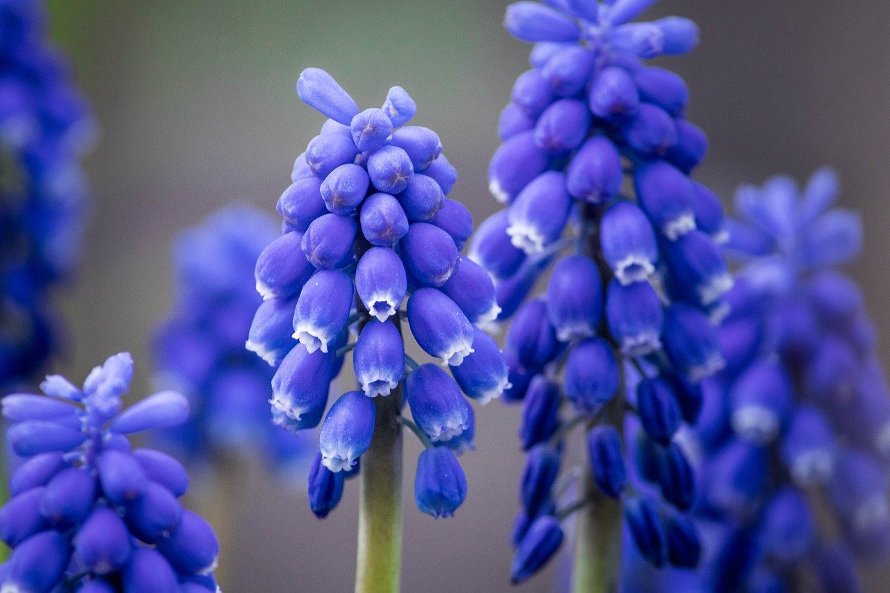Hyacinth Plant with unique stunning flowers
