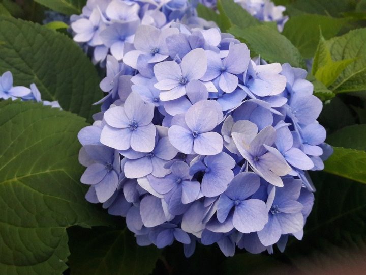 Hydrangeas Plant