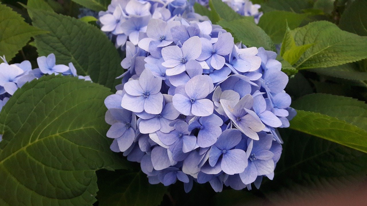 Hydrangeas Plant: Easy to care plants with attractive colorful flowers ...