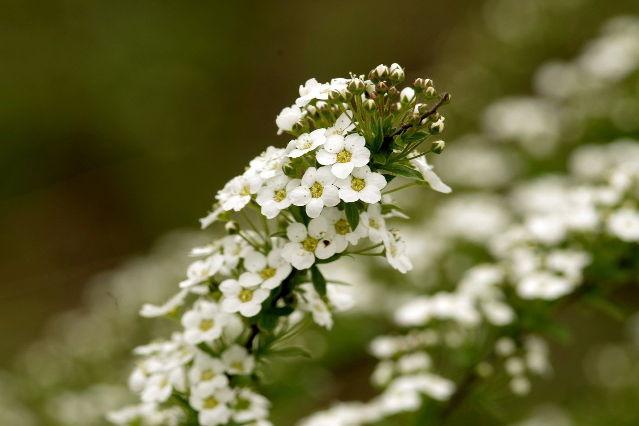 Alyssum Plant: Stunning and attractive flowers