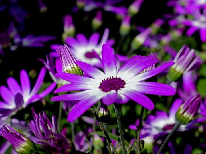 Cineraria Plants with unique stunning  flowers