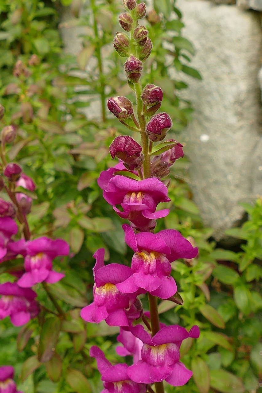 Antirrhinum Plant: Known for colorful  flowers