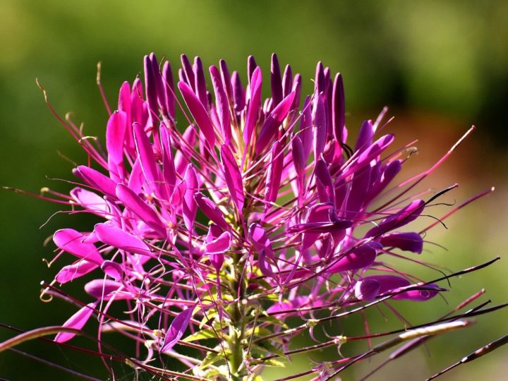 Cleome Plant