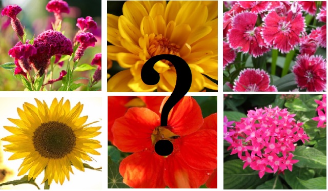 Flowering Quiz