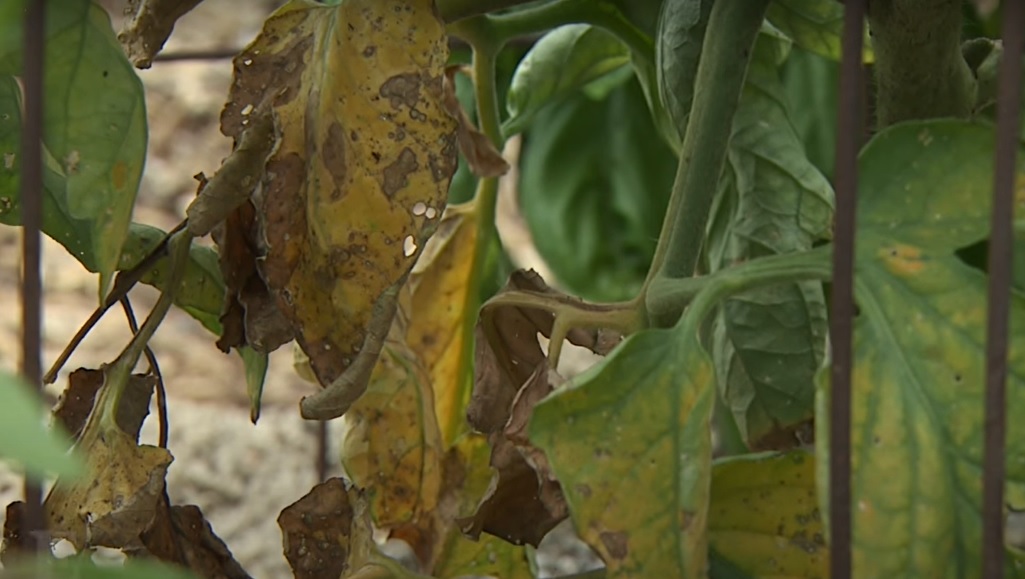 Leaves of Tomato Plant Turning Yellow – Know the Top 6 Reasons and Solution