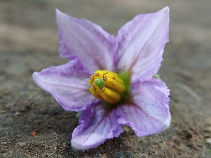 Brinjal Flower Drop