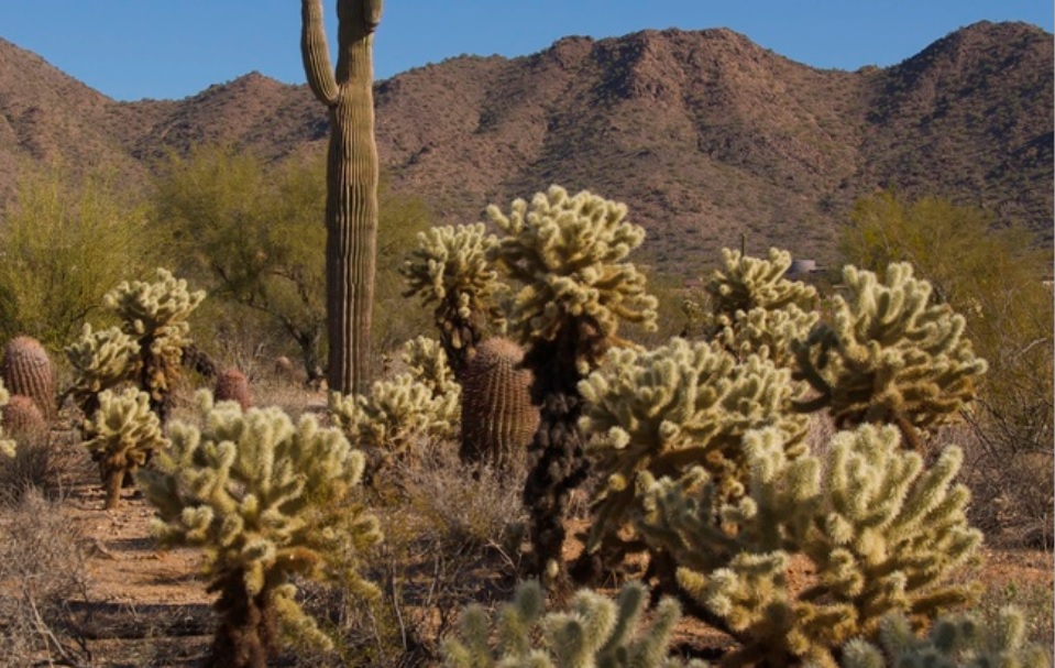 Cactus care