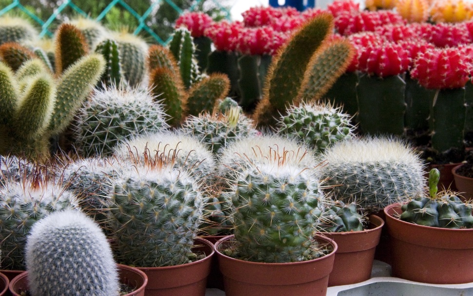 5 Best tips for Cactus care in India