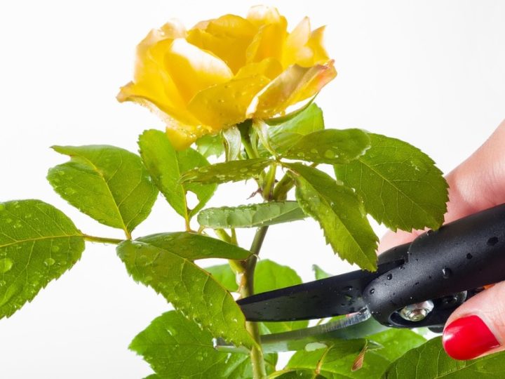 Rose plant care tips